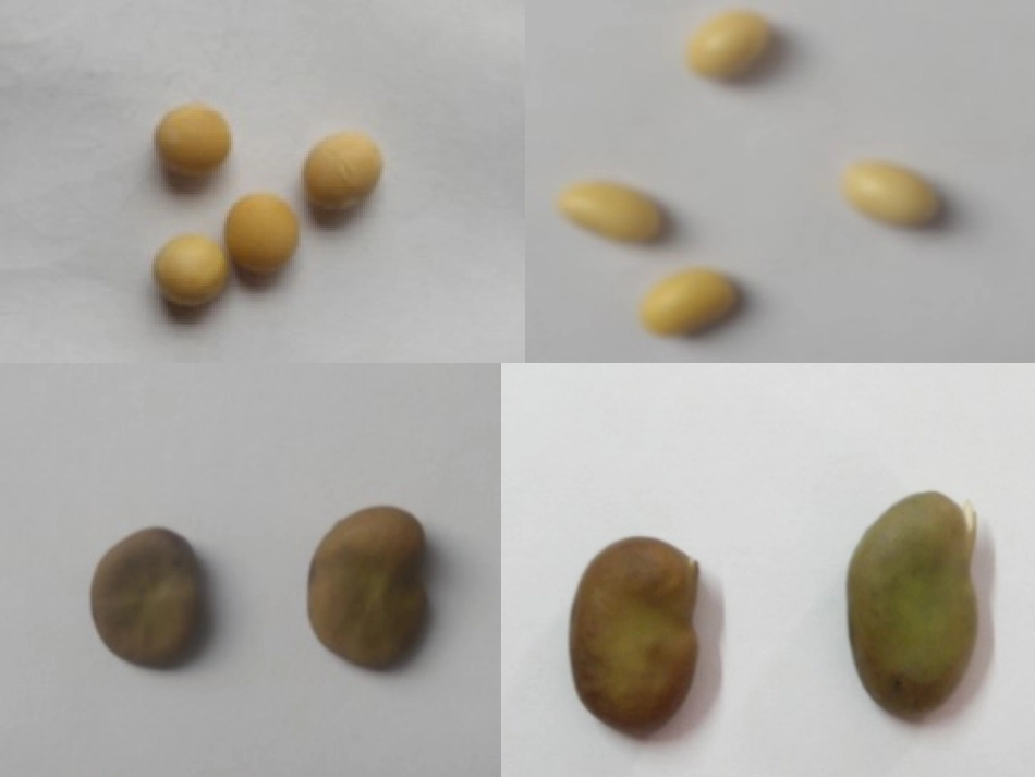 25种子的萌发_第2页