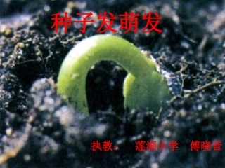 25种子的萌发