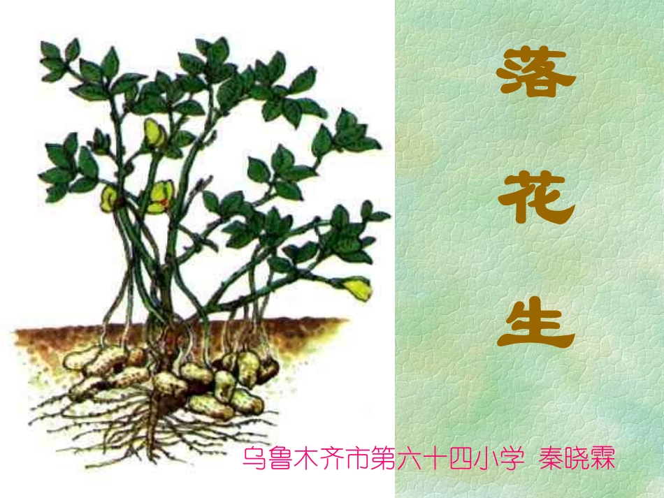 落花生 (3)_第1页