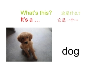 杨旗英语课件
