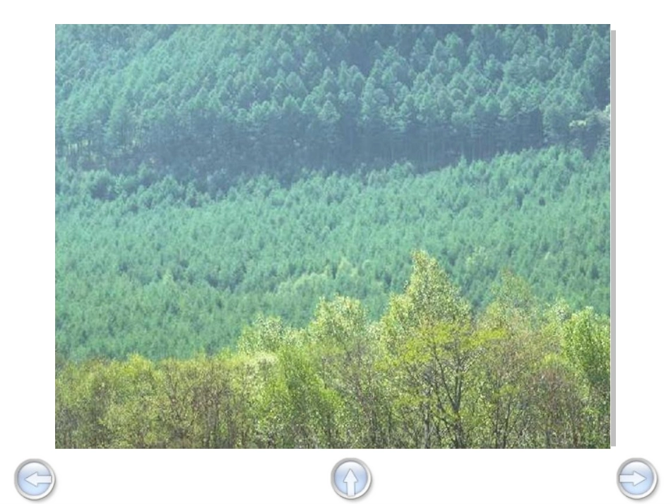 美丽的小兴安岭3_第2页