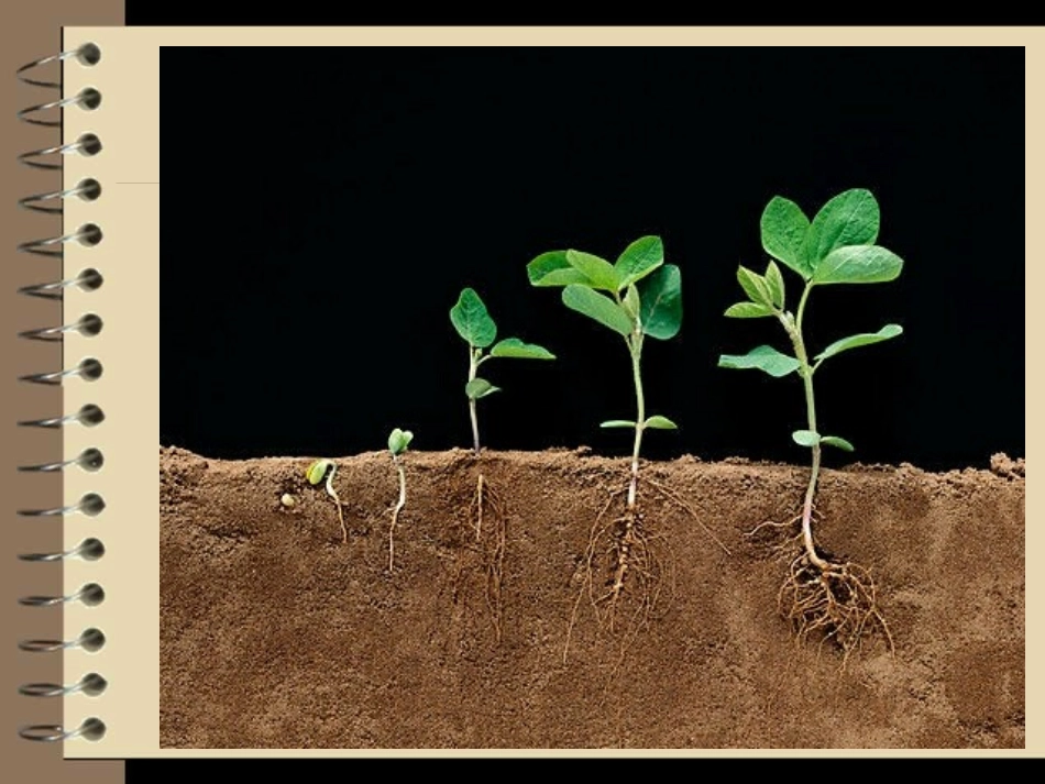 52植物根的生长_第3页