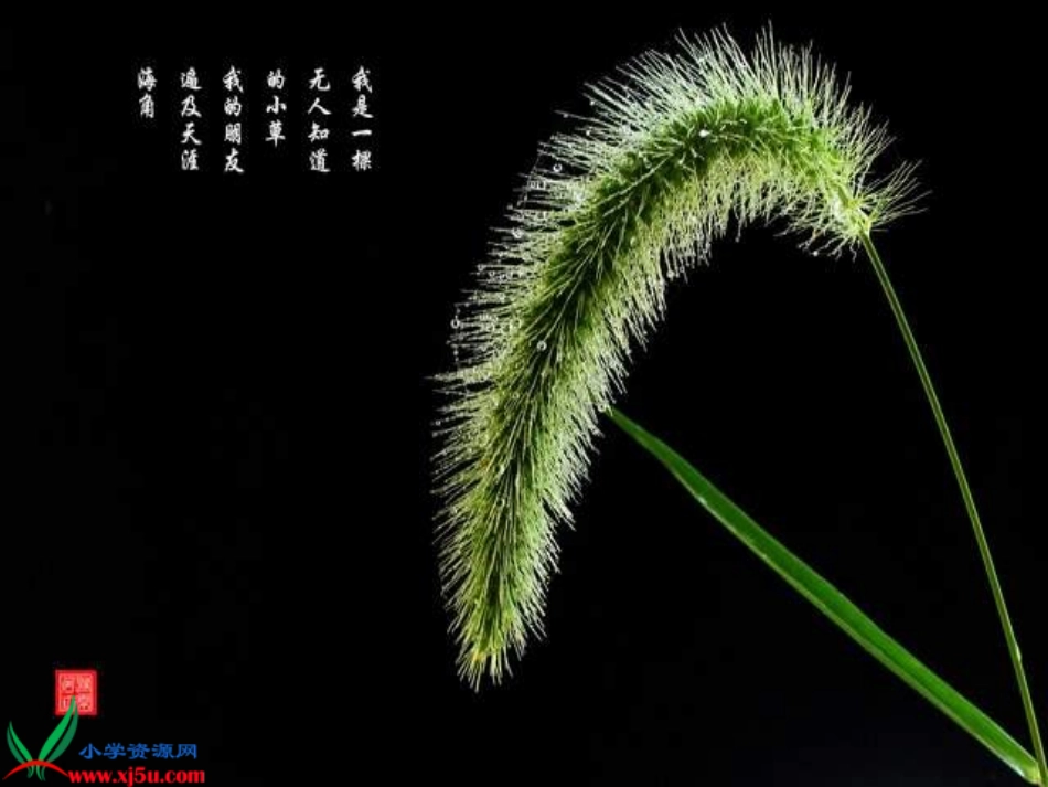 4小草_向前走_第3页