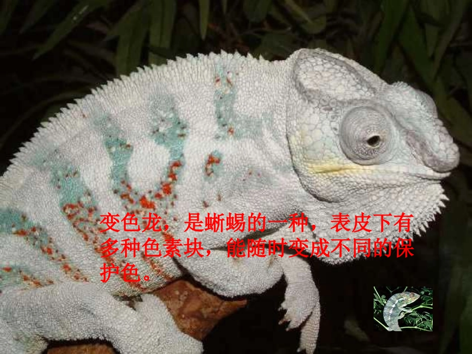 变色龙修改稿_第3页