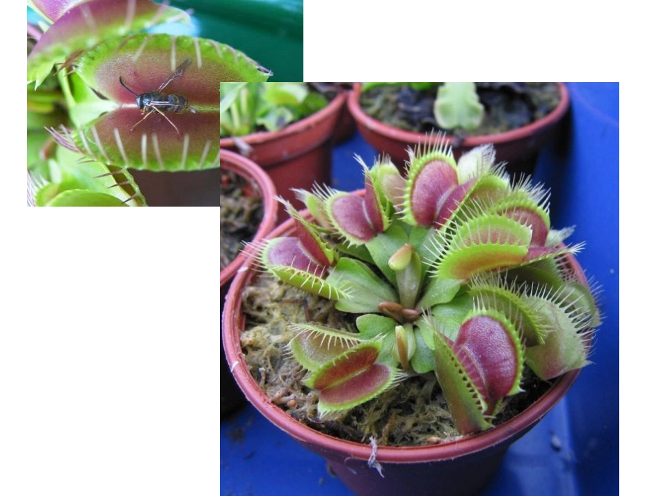 大班_植物趣闻_第1页