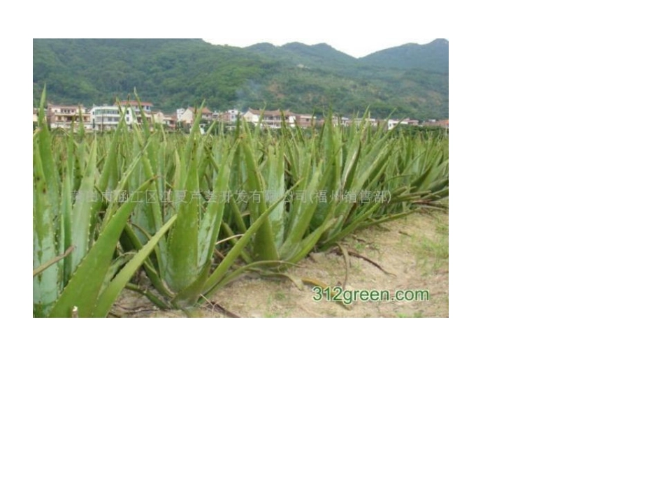 大班_植物趣闻_第3页