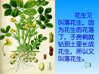落花生1ppt