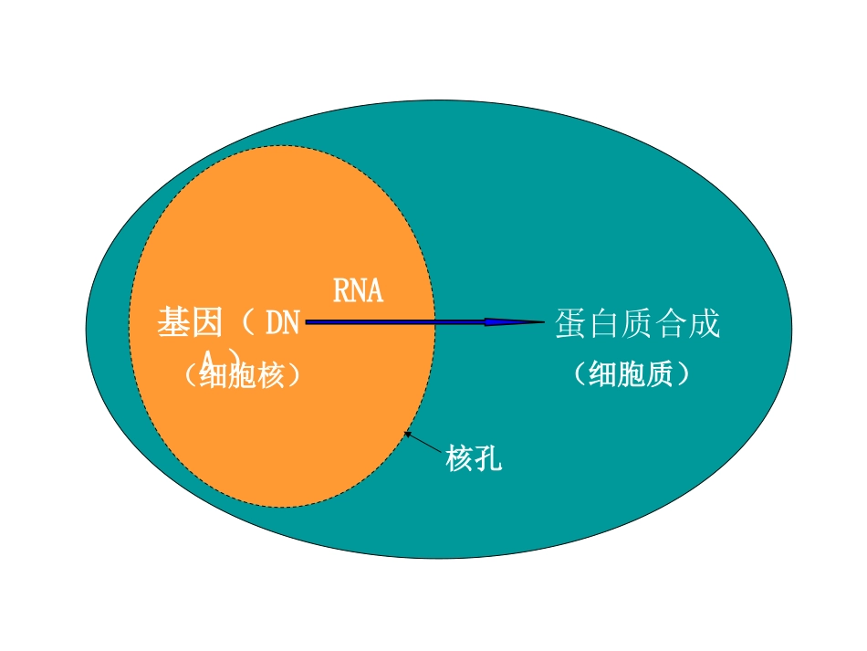 第1节基因指导蛋白质的合成_第2页