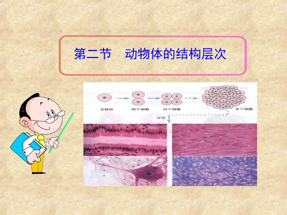 第二节动物体的结构层次_第1页