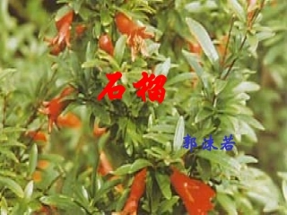 第三课《石榴》