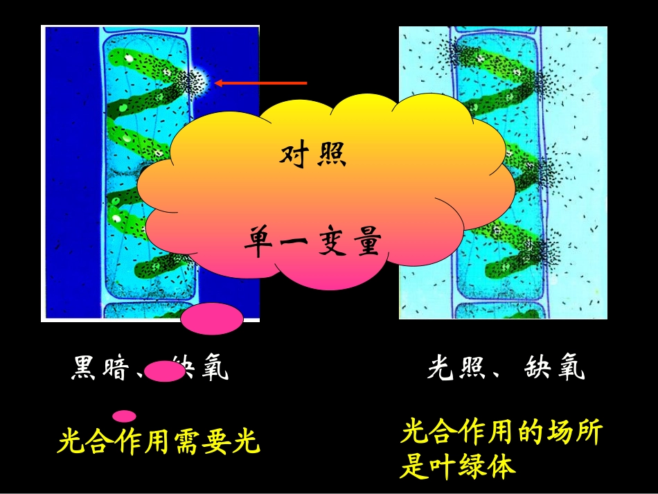 光合作用过程_第1页