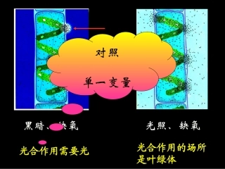 光合作用过程