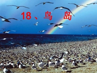 第四册18、鸟岛课件