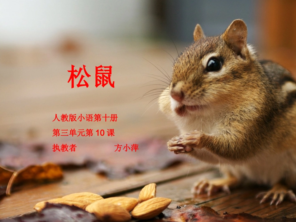 《松鼠》课件_第1页