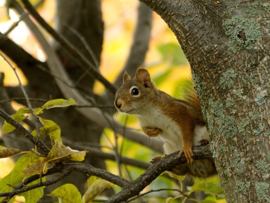 《松鼠》课件_第2页