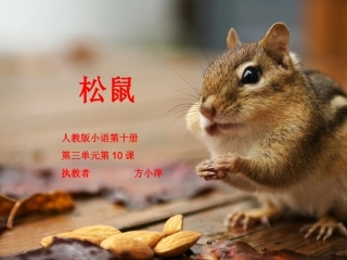《松鼠》课件