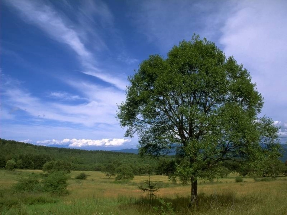 第1节__呼吸道对空气的处理_第1页