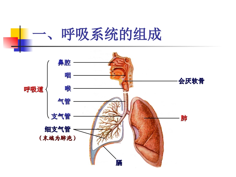 第1节__呼吸道对空气的处理_第3页