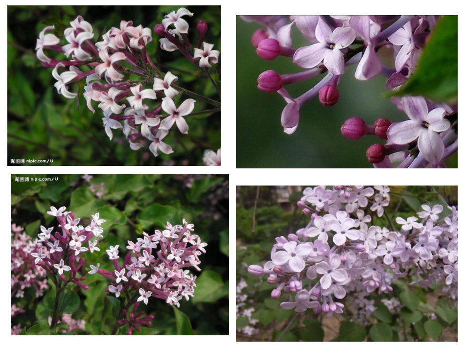 6、一株紫丁香_第2页