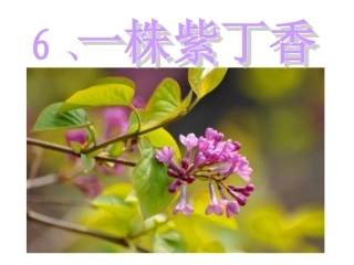 6、一株紫丁香