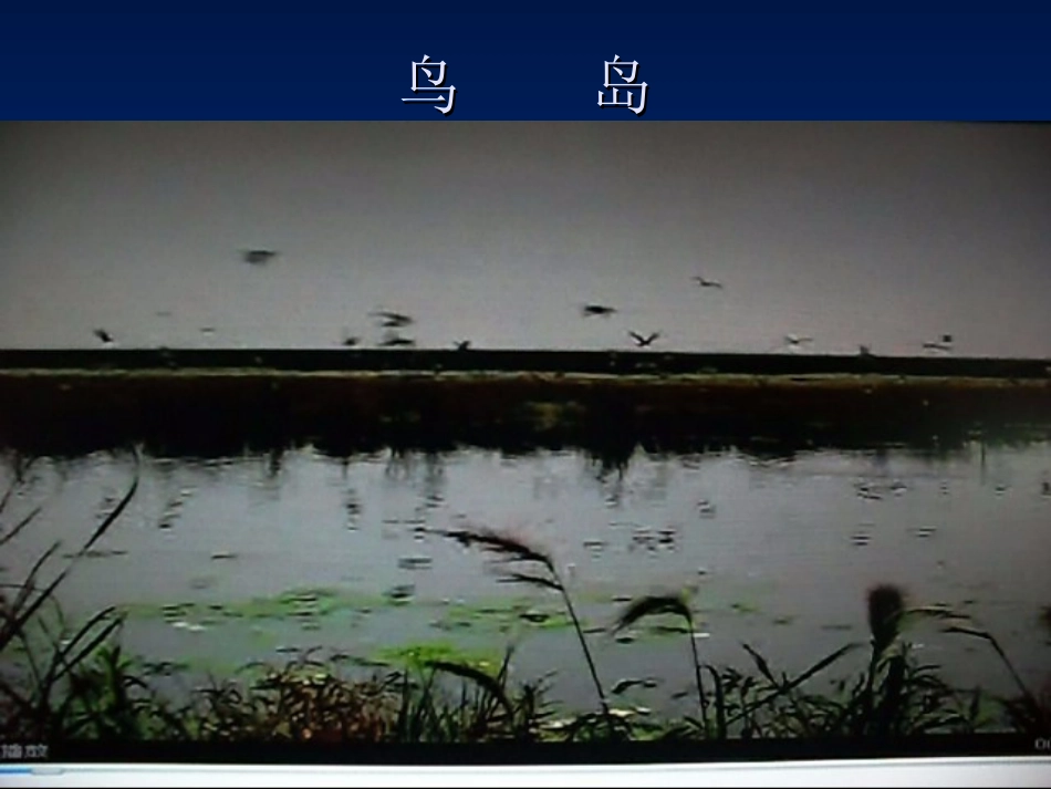 ２０．它们都是鸟_第3页