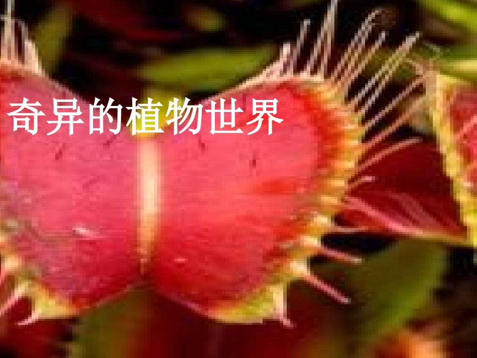 奇异的植物世界_第1页