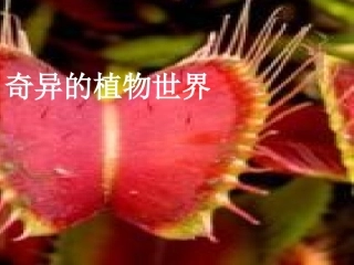 奇异的植物世界