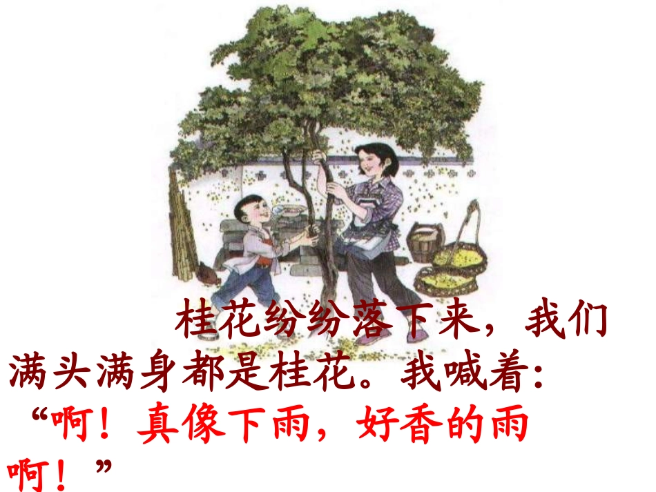 7桂花雨修改1_第2页
