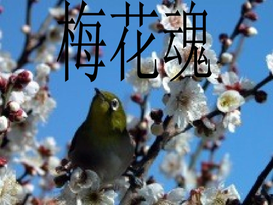 梅花魂 (2)_第3页