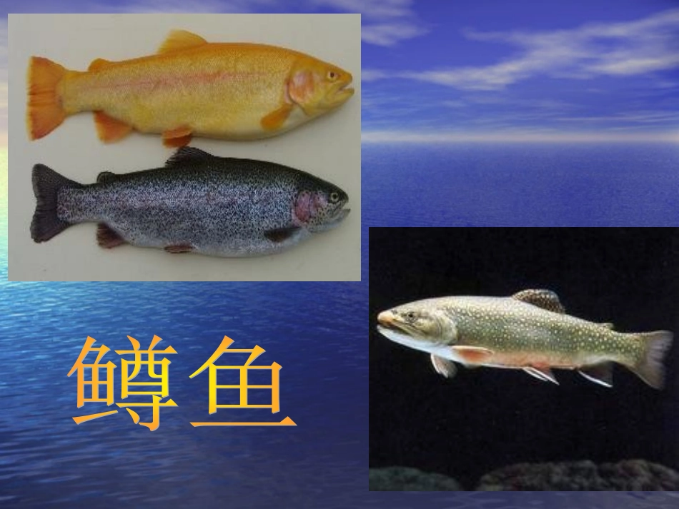 鳟鱼钢琴五重奏_第1页