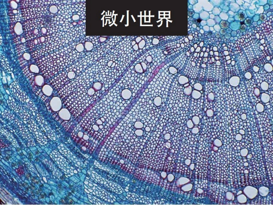微小世界复习_第2页
