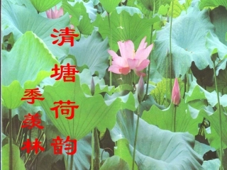 苏丹_清塘荷韵