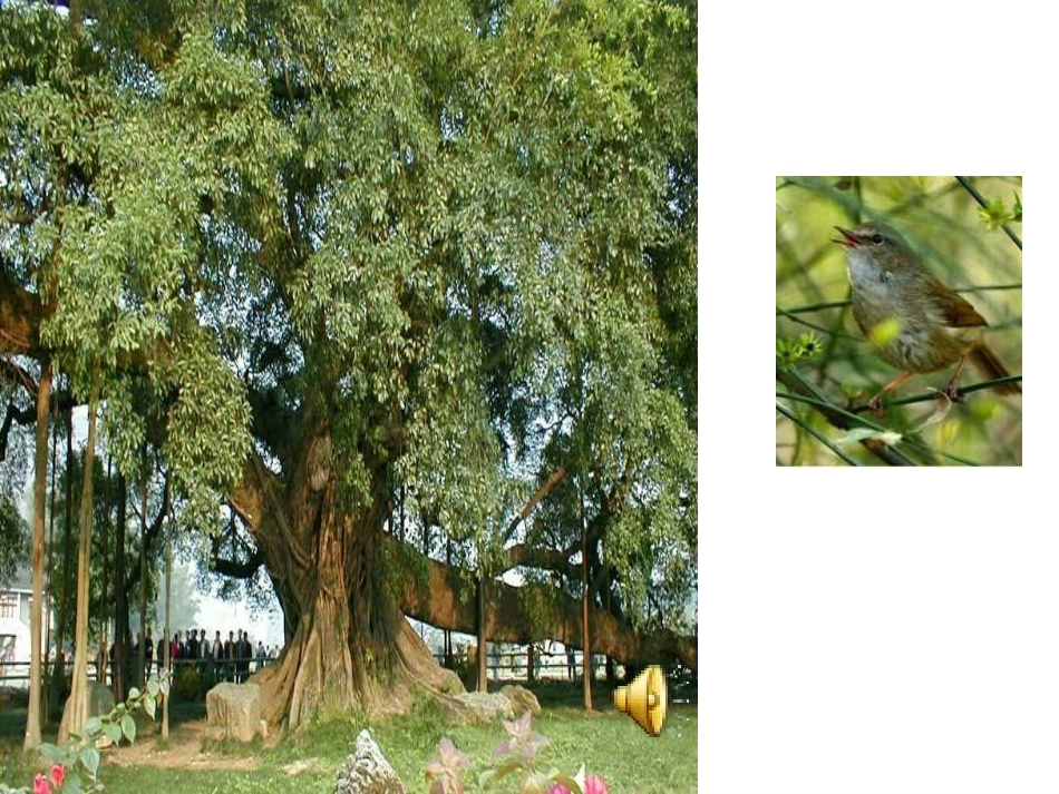 语文去年的树_第2页