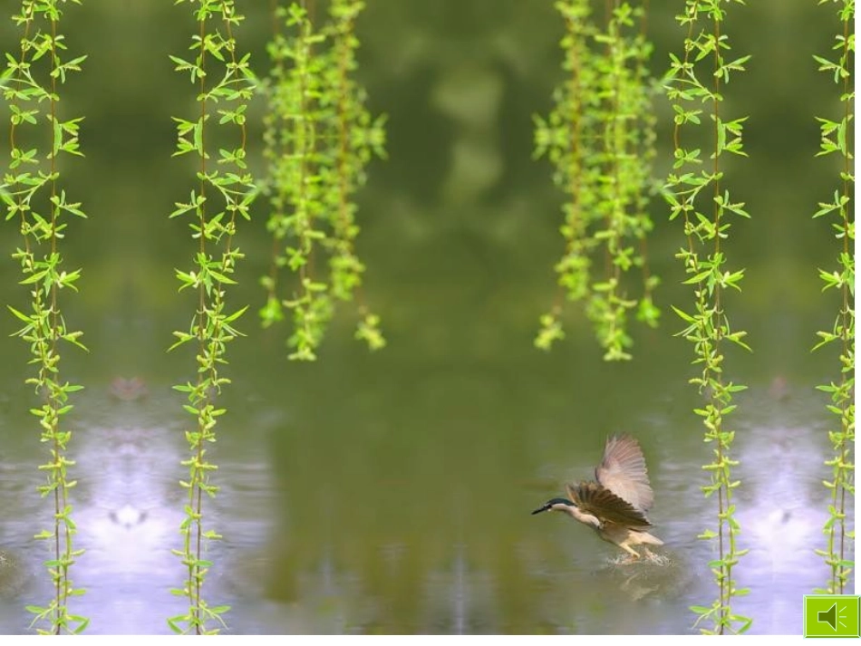 24把种子散播到远处_第1页