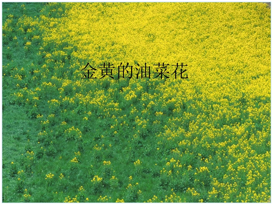 24把种子散播到远处_第3页