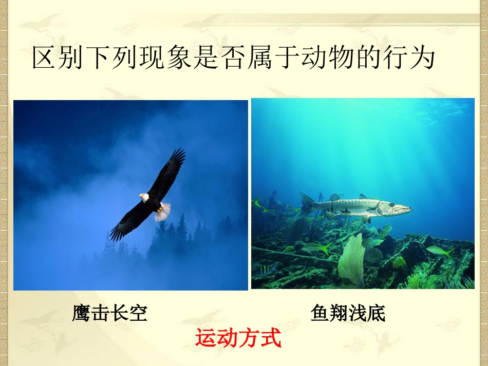 动物行为课件7_第3页