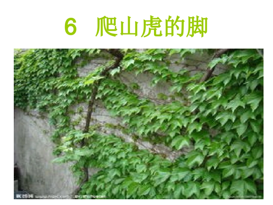 爬山虎的脚PPT_第1页