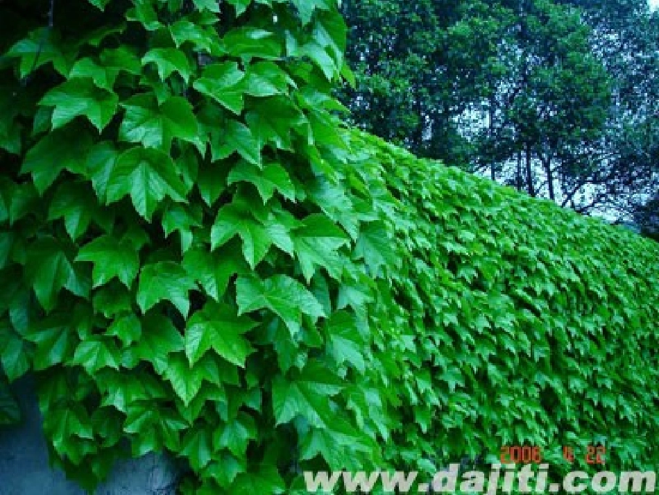 爬山虎的脚PPT_第2页