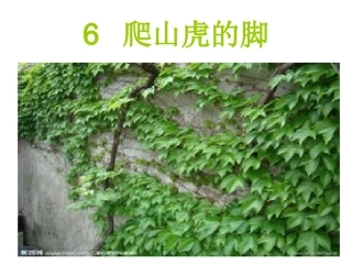 爬山虎的脚PPT
