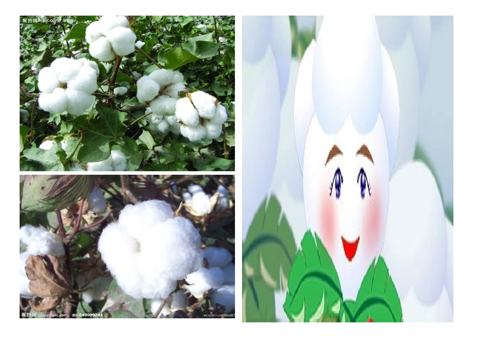 棉花姑娘 (3)_第3页