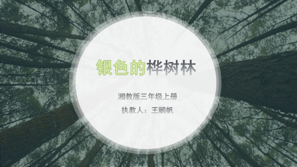 银色的桦树林_第1页