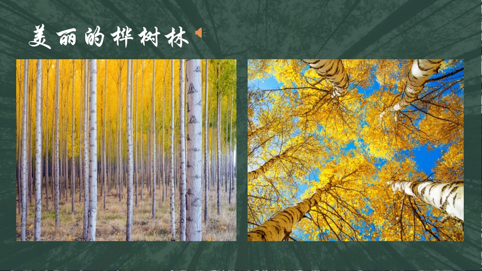 银色的桦树林_第3页