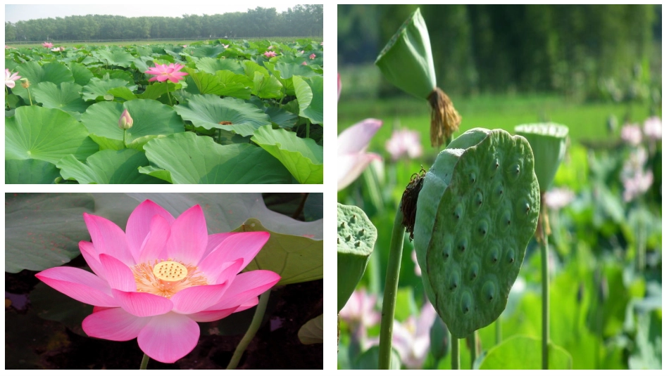 《江南》课件_第3页