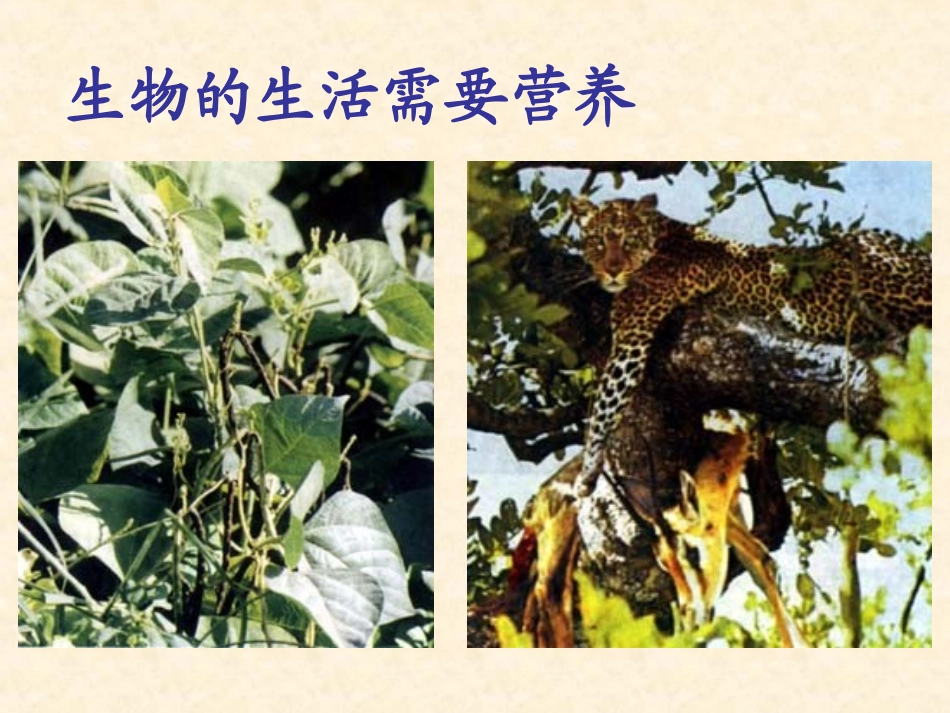 第一单元生物的特征_第3页