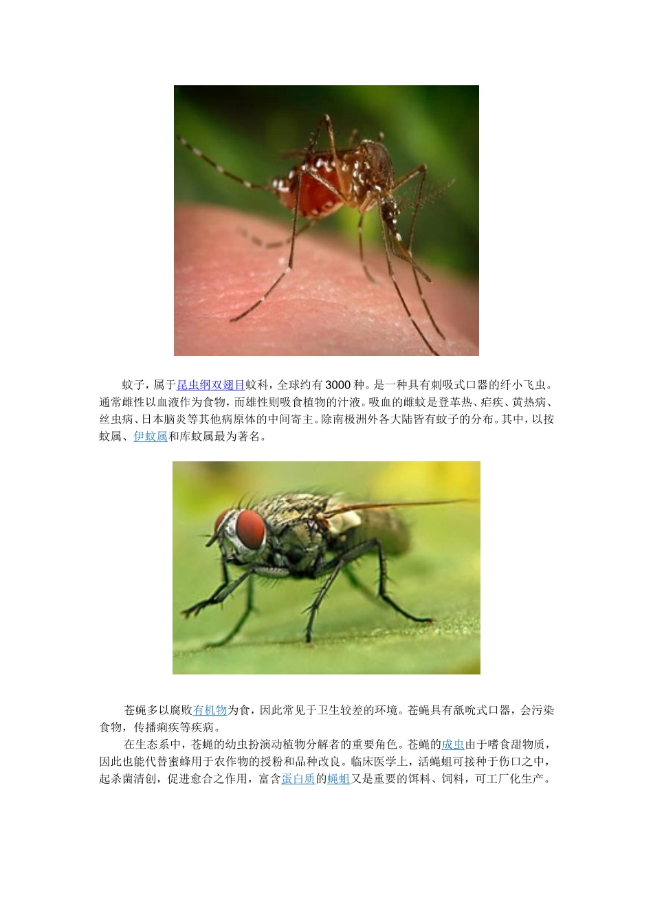 夏天常见的昆虫_第1页