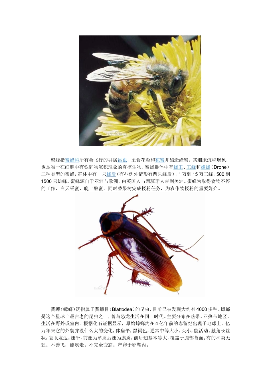 夏天常见的昆虫_第2页