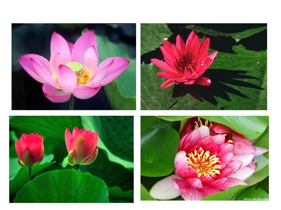 爱莲说 (3)_第2页