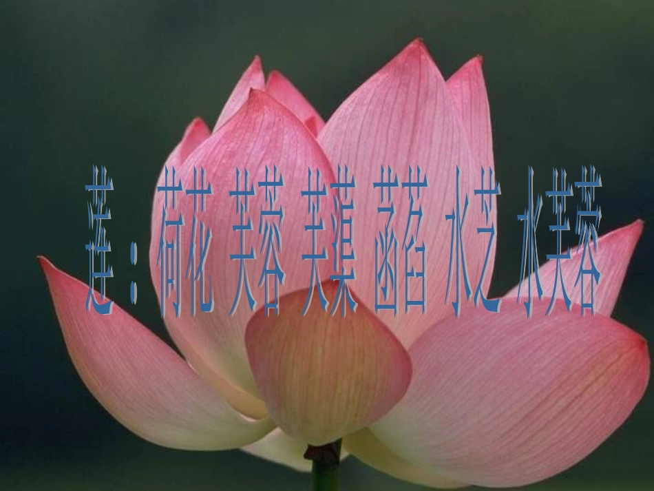 爱莲说 (3)_第3页