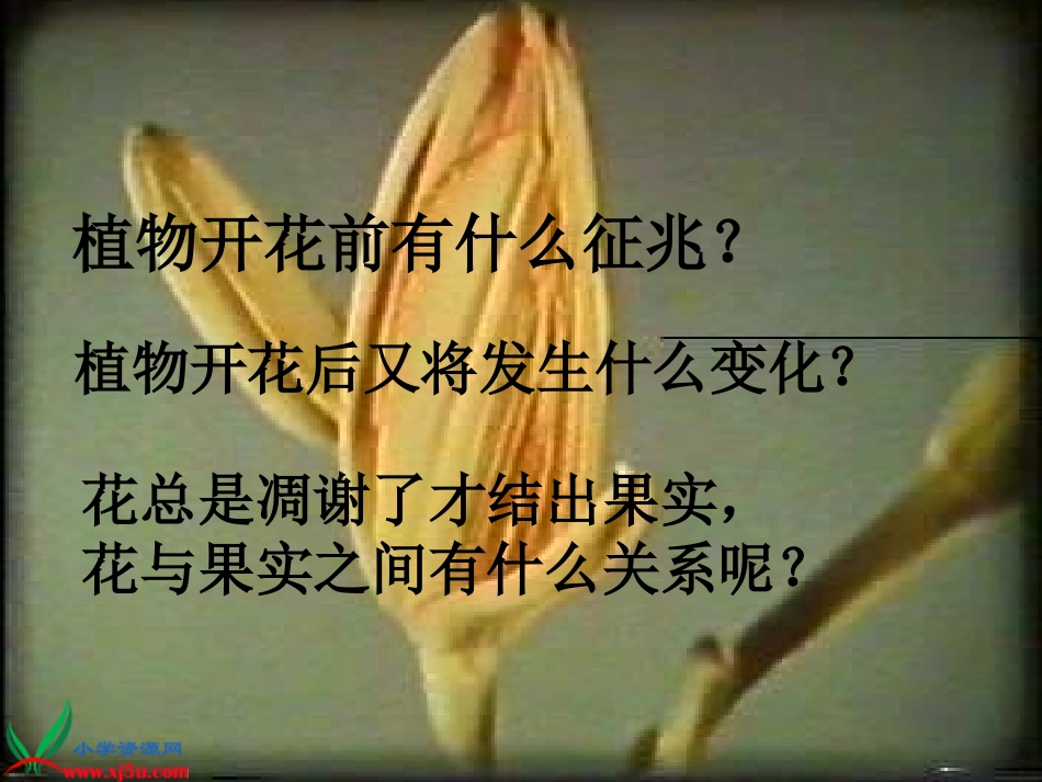 开花了、结果了_第3页