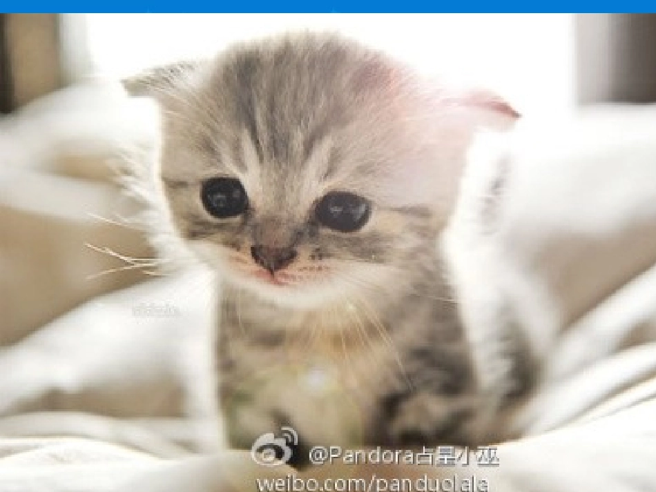 《猫》 (2)_第2页